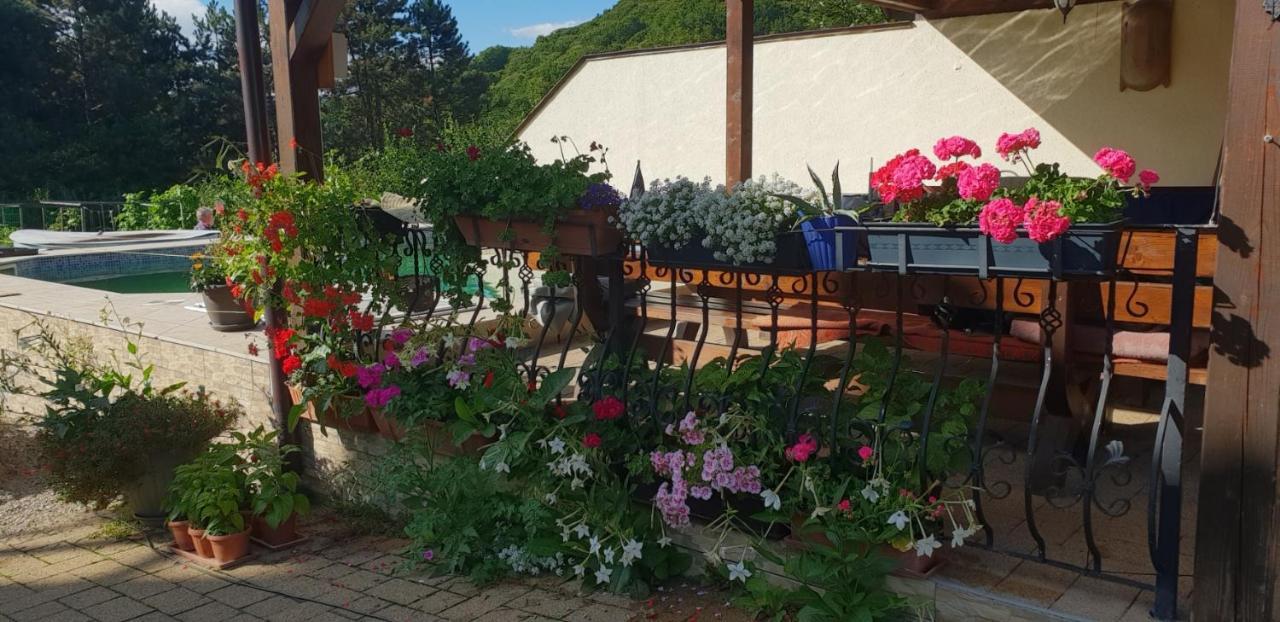 Limpedea Green House Baia Mare Eksteriør billede