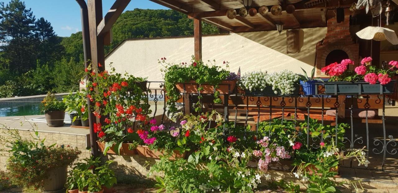 Limpedea Green House Baia Mare Eksteriør billede